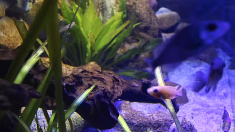 Ansicht linke Beckenseite von Cruiser Bruno (7)