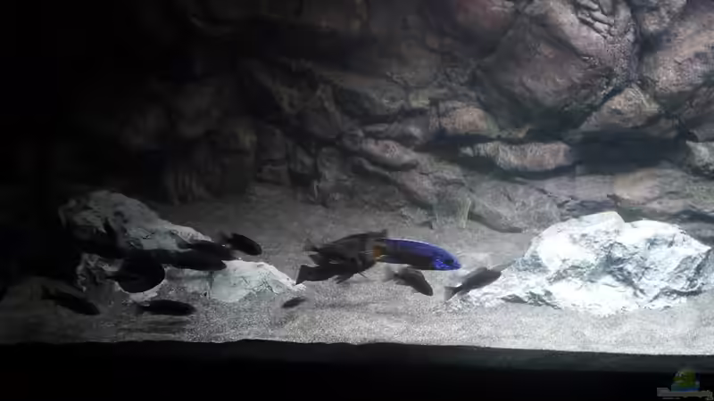 Ansicht linke Beckenseite von DER YBBSTALER (17)