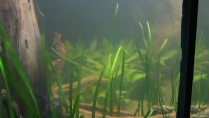 Ansicht linke Seite, das Wasser ist noch leicht trüb von Paul B. (9)