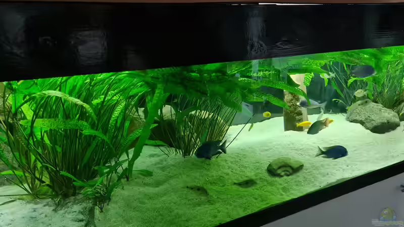 Ansicht linke Seite, durch den enormen Pflanzenwuchs kommt dort wenig Licht durch von Dennis 80 (2)