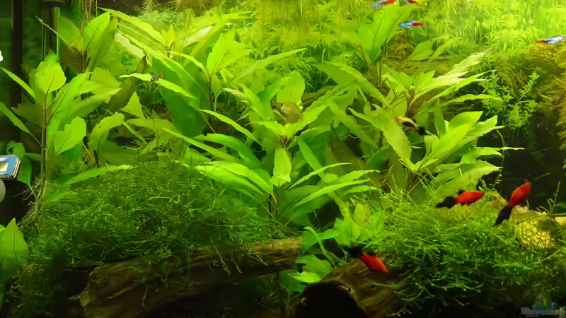 Ansicht Linke Seite April 2009 von kleintommy (6)