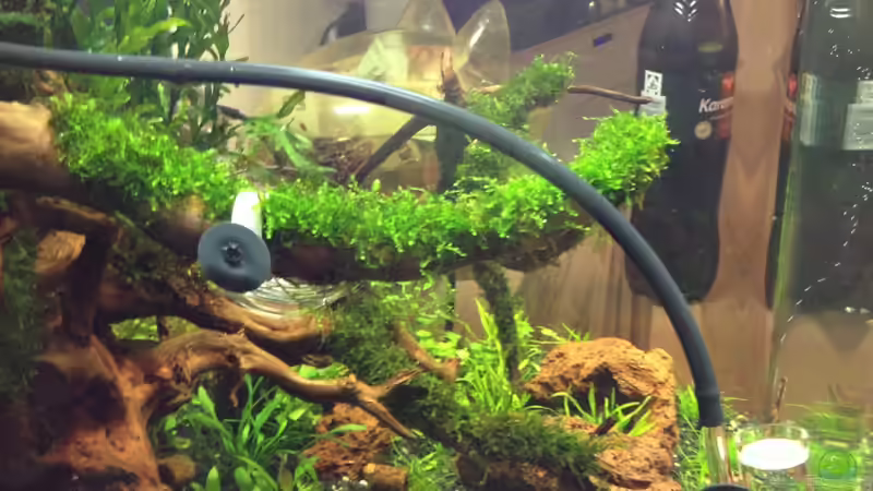 ansicht links 16.08.2012 von Walde (9)