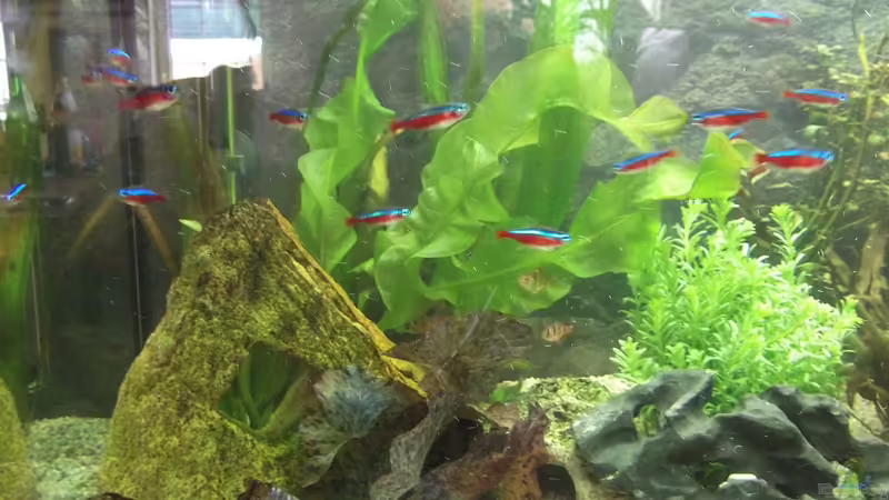 Ansicht links von adina2503 (4)