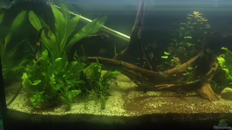 Ansicht links von Ragner (2)