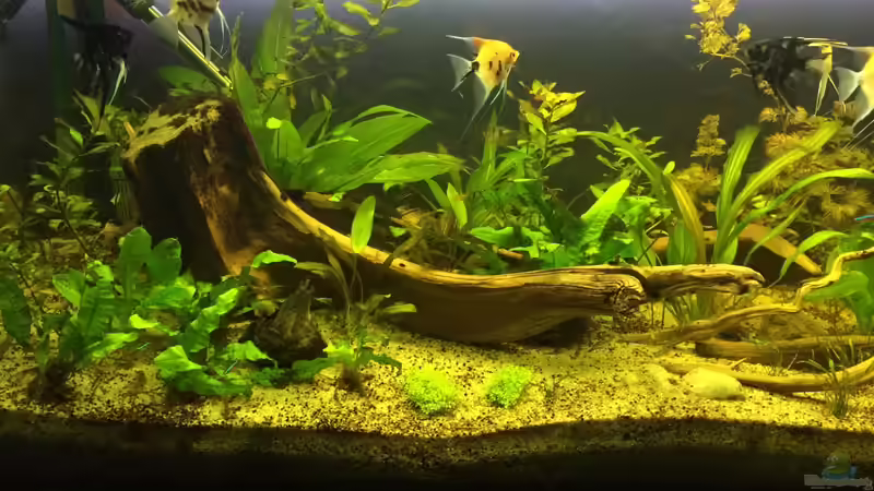 Ansicht links von Ragner (20)