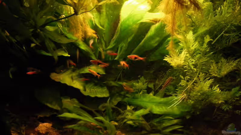 Ansicht mit Sternenhimmel,mir gefällts. von Bazzi (44)