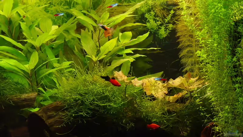 Ansicht Mitte April 2009 von kleintommy (7)