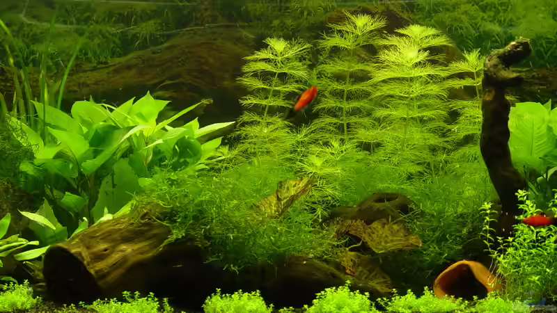 Ansicht Mitte Dezember 2008 von kleintommy (3)