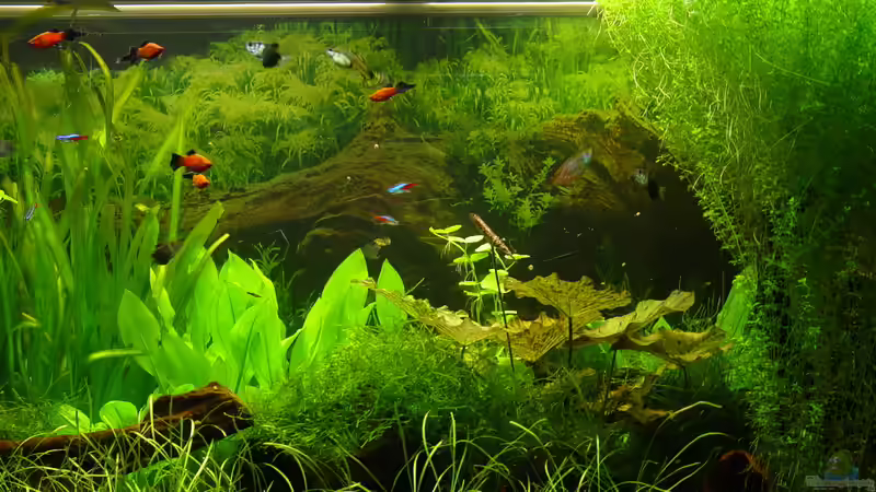 Ansicht Mitte Mai 2009 von kleintommy (10)