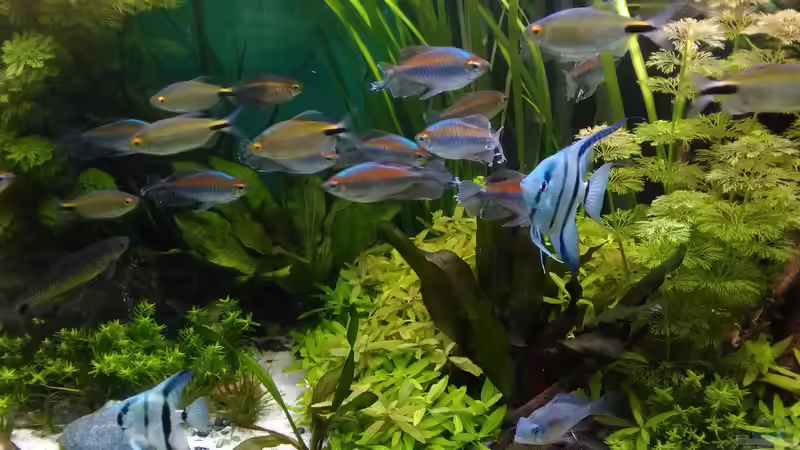 Ansicht Mitte von Grünhexe (24)