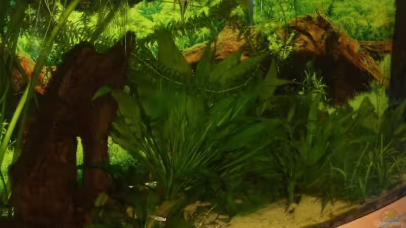 Ansicht morgens von VeLa (2)