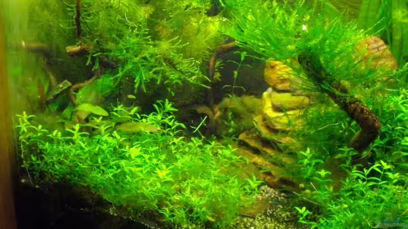 Ansicht nach links -Finden Sie den Filter ;-) von Caricciola (8)