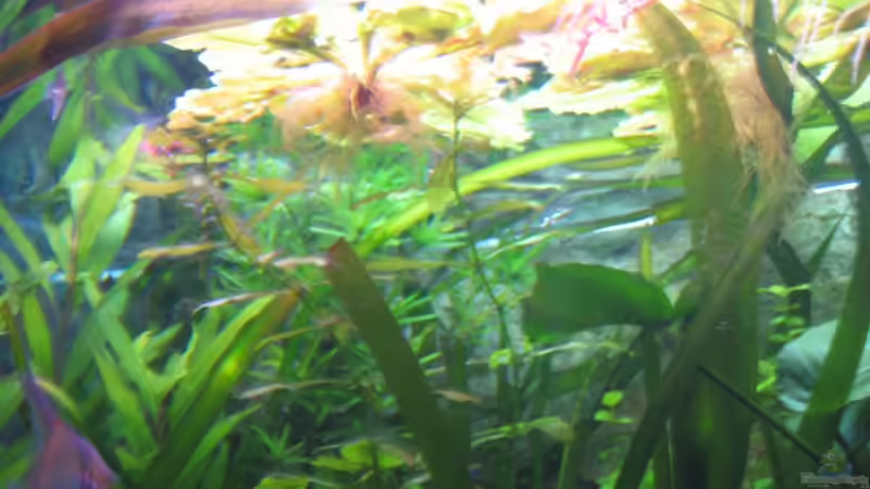 Ansicht nach oben (14.06.2008) von xmarkusx (6)