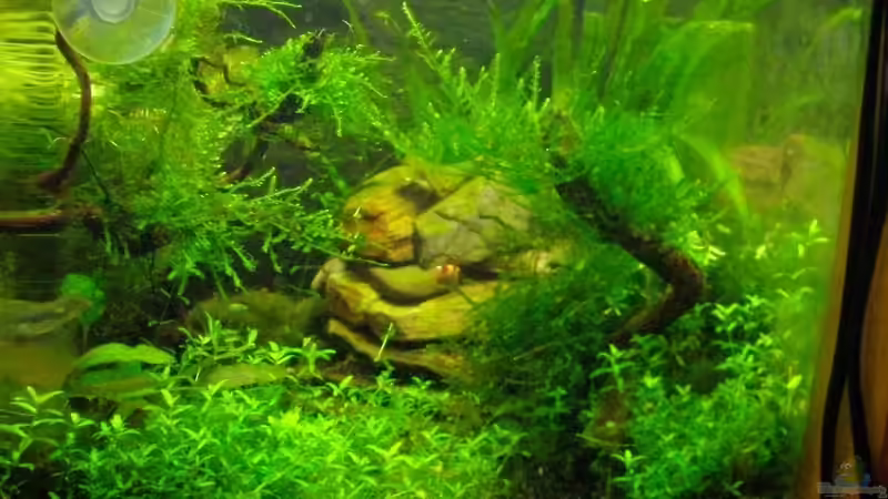 Ansicht nach rechts mit dem Mount Shripmoore von Caricciola (9)