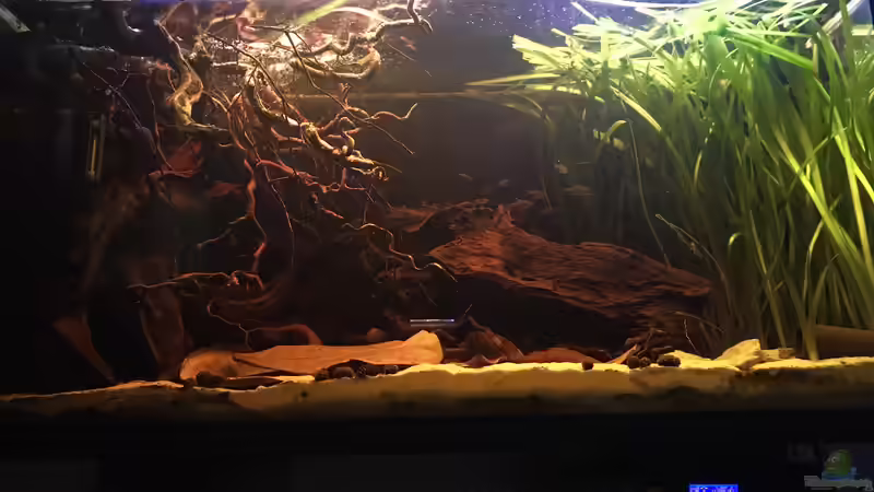 Ansicht Nebenfluss des Rio Negros  von Raven887 (10)