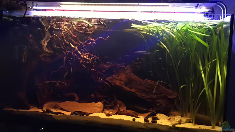 Ansicht Nebenfluss des Rio Negros  von Raven887 (11)