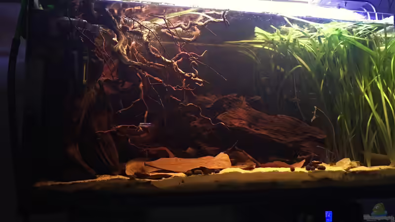 Ansicht Nebenfluss des Rio Negros  von Raven887 (12)