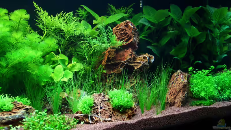 Ansicht rechte Seite - 06.02.2013 von Sascha T. (6)