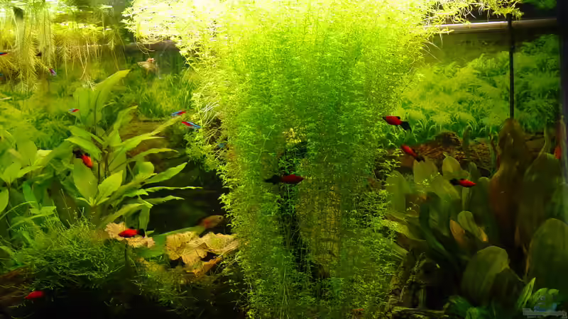 Ansicht Rechte Seite April 2009 von kleintommy (8)