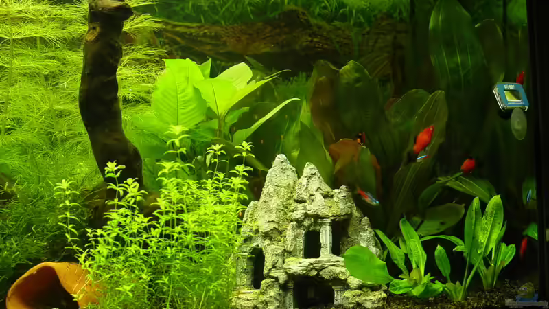 Ansicht Rechte Seite Dezember 2008 von kleintommy (4)