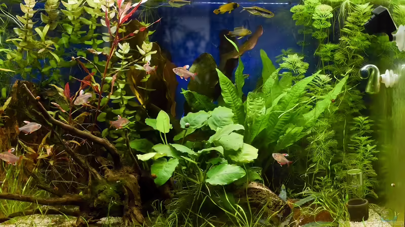 Ansicht rechte Seite von Acki50 (13)