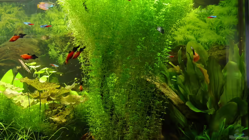 Ansicht Rechts Mai 2009 von kleintommy (11)