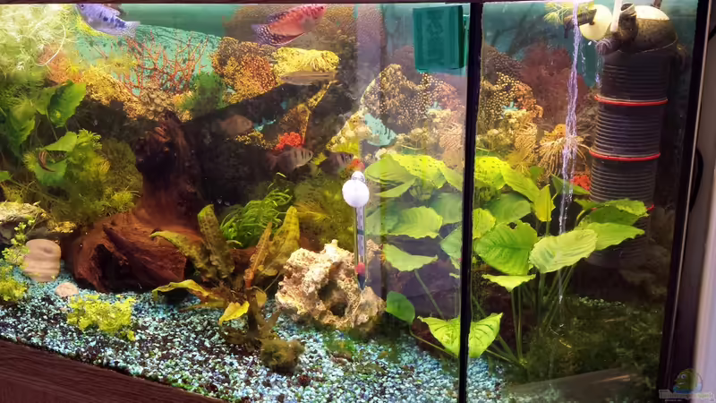 Ansicht rechts neu von mamo2000 (5)