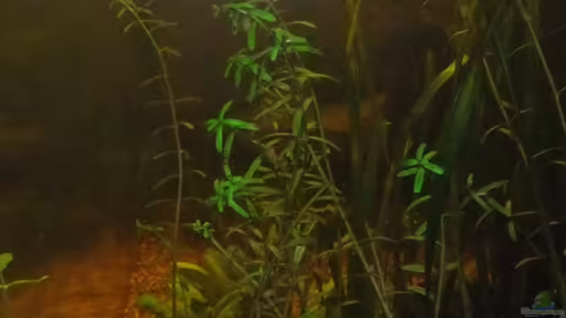 Ansicht rechts reinfotografiert 08/2011 von Pflanzennarr (16)