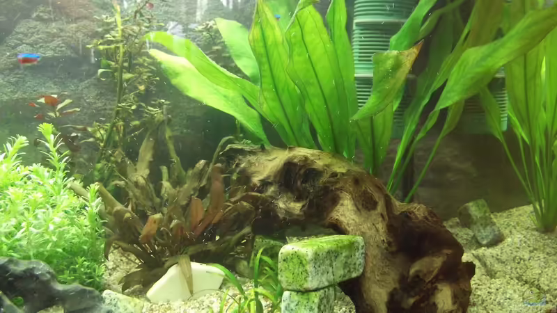 Ansicht rechts von adina2503 (5)