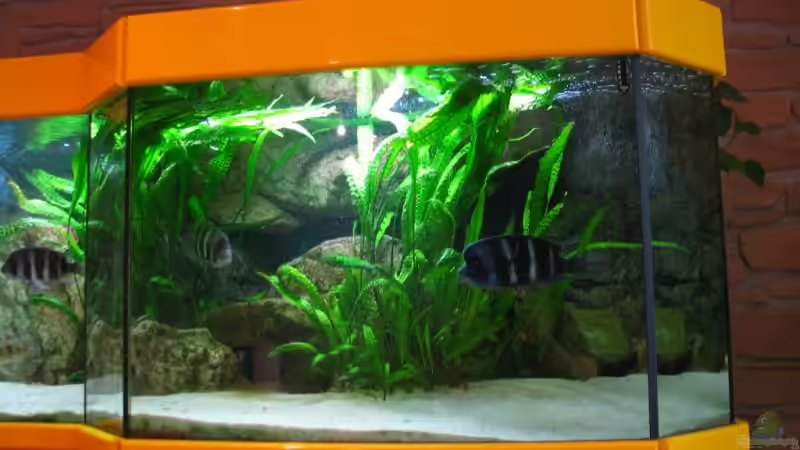 Ansicht rechts von Michaela Krause (8)