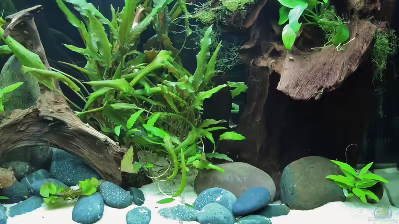 Ansicht rechts von Patrick Lehmann (6)