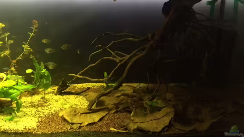 Ansicht rechts von Ragner (22)