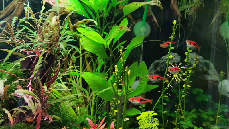 Ansicht rechts vorne von David Schneider Aquaristik (2)