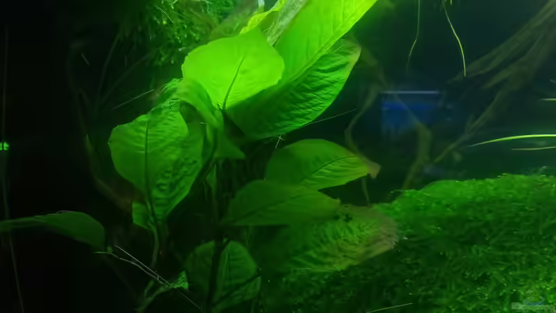 Ansicht rechts vorne von David Schneider Aquaristik (9)