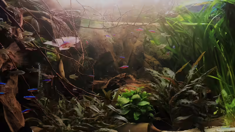 Ansicht Salmler Aquarium von Raven887 (13)