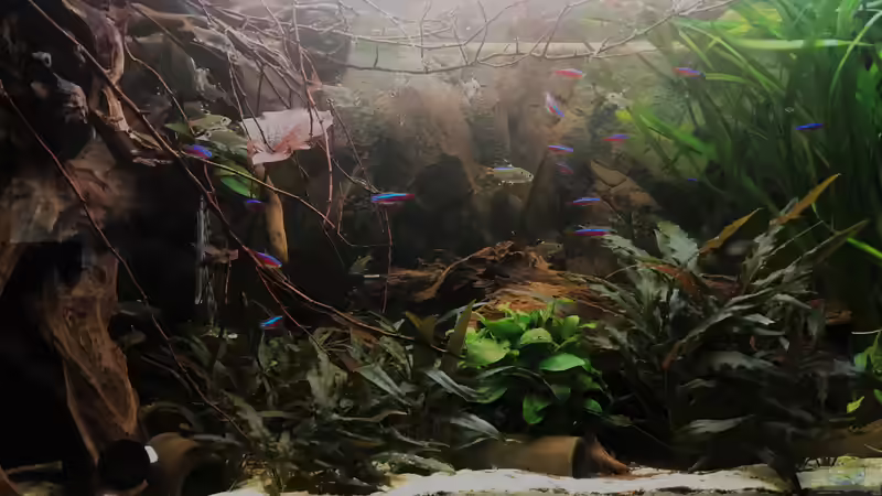 Ansicht Salmler Aquarium von Raven887 (15)