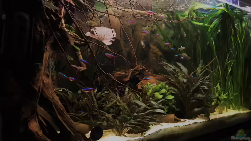 Ansicht Salmler Aquarium von Raven887 (16)