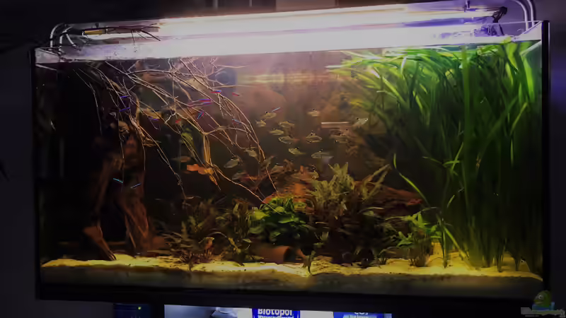 Ansicht Salmler Aquarium von Raven887 (19)