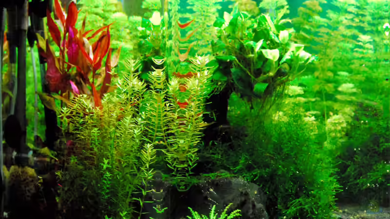 Ansicht über Eck von HorstJansen (2)