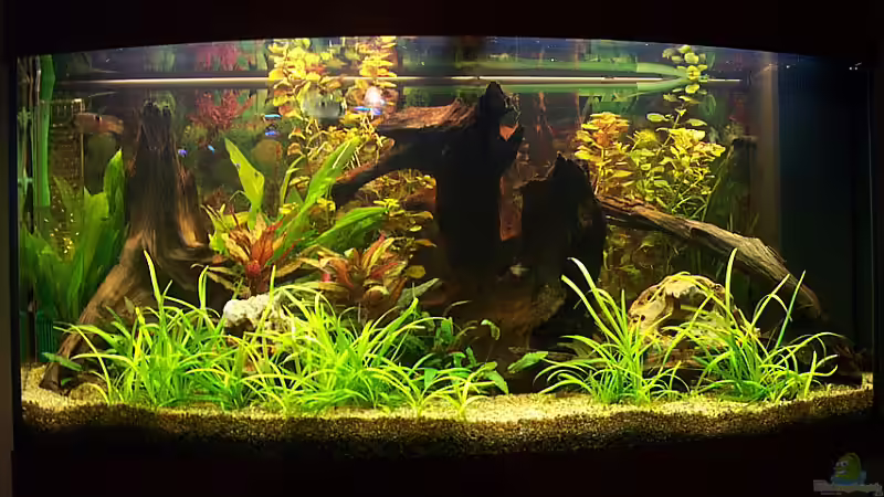 Ansicht v. vorn ohne Blitz von Udo Siebensohn (4)