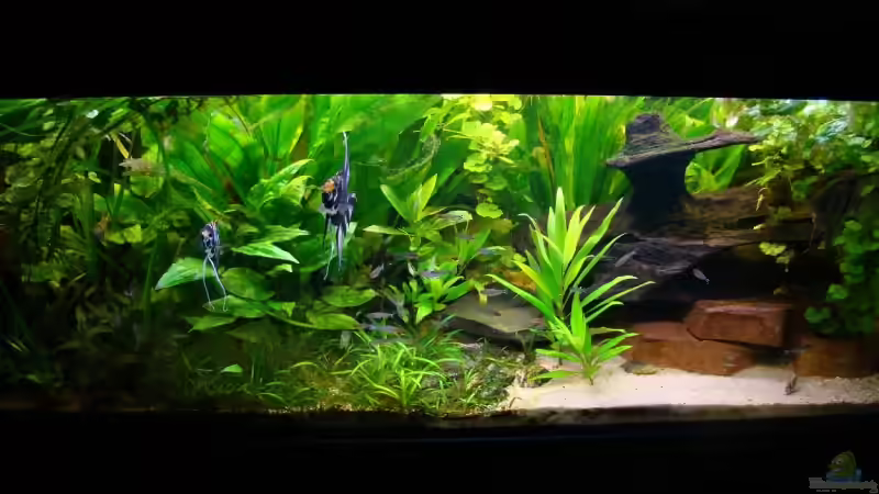 Ansicht vom 08.05.2009 von bernie-124 (2)