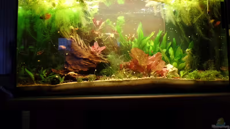 Ansicht vom 13.07.2014 von raubsau (6)