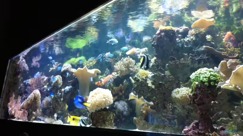 Ansicht vom Sofa aus von Nepomuk (1)