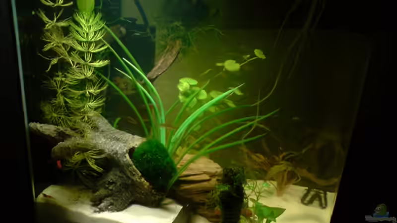 Ansicht von Dasy (2)