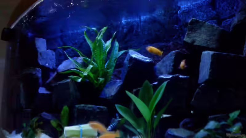 Ansicht von der linken Seite von Ducky (3)