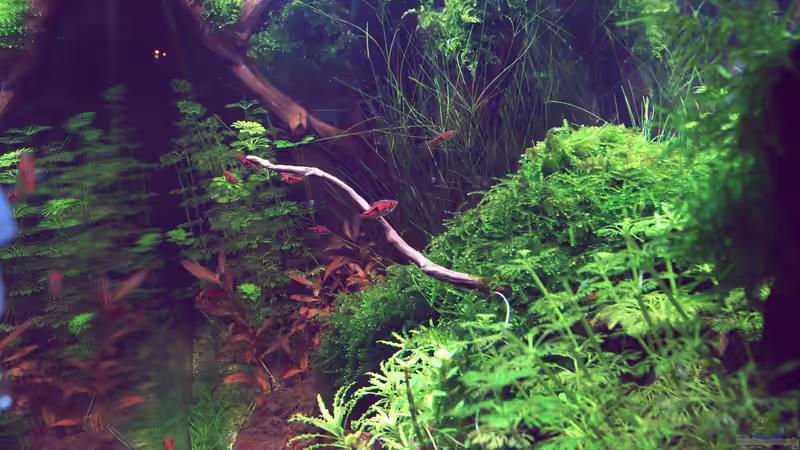 Ansicht von der rechten Seite am 13.01.2020 von David Schneider Aquaristik (5)