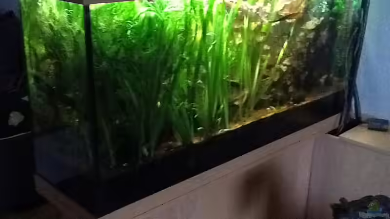 Ansicht von hinten von Günter (3)