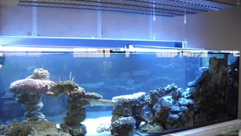 Ansicht von Hinten von mr.boomBASCHTIc (7)