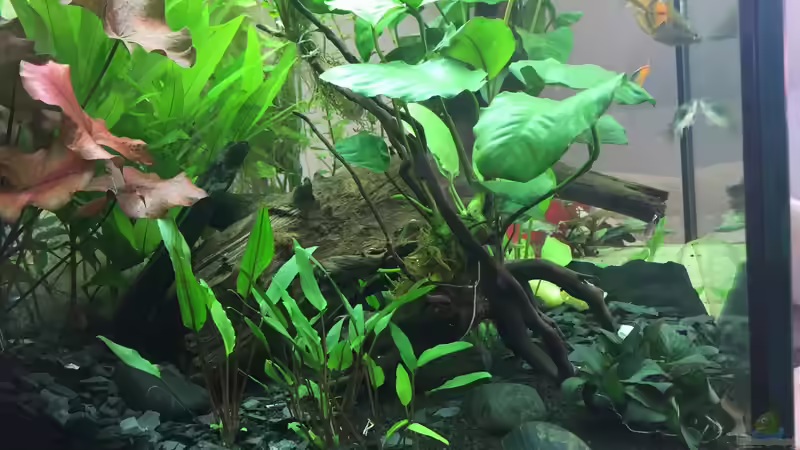 Ansicht von links - 7.8. von moehriam (6)