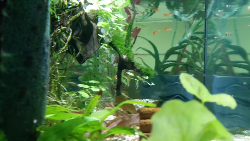 Ansicht von links ins Becken von Gigi (15)